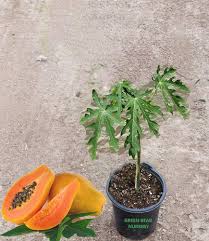 Image result for Carica papaya