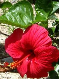 Sejarah pemilihan bunga kebangsaan bermula pada akhir tahun 1958, apabila kementerian pertanian mencadangkan tujuh jenis bunga iaitu bunga kenanga, bunga raya, bunga melur, bunga teratai, bunga mawar, bunga cempaka dan bunga tanjung. Bunga Kebangsaan Bunga Raya