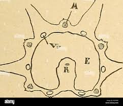 Image result for Agrocharis