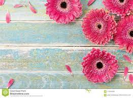 Gerbera Daisy Flower Greeting Card Background For Mother Or Womans Day Vintage Style Top View Gerbera Daisy Daisy Flower Gerbera