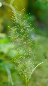 Image result for Sporobolus tenuissimus