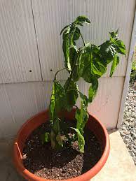 In my carolina reaper diary i attempt to document the best ways to grow these extreme hot chilies successfully from seed. Help I Have A Carolina Reaper Plant That Is Wilting My First Time Growing Peppers So I Need Advice Gardening
