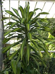 Image result for Dracaena camerooniana