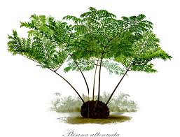 Image result for Marattiaceae