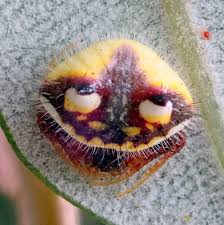 Image result for Poecilostachys