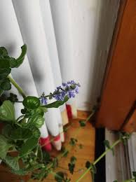 Image result for Coleus hadiensis