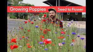 How to harvest, sow & grow poppy seeds. Growing Poppies From Seed To Flower Youtube