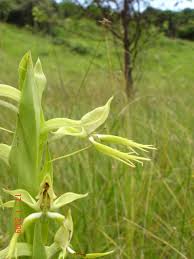 Image result for Centrostigma