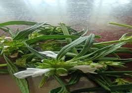 Image result for Leucas deflexa