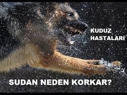 Kuduz Hastalari Neden Sudan Korkar Youtube