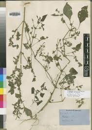 Image result for Justicia asystasioides