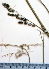 Image result for Eragrostis echinochloidea