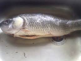 Siapkan baskom ukuran besar, masukkan susu bubuk dan telur ayam. Ikan Susu