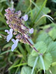 Image result for Coleus hadiensis