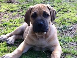 Nabba puppy registration, health certificate, up to date on shots with health record, microchiped and genetic health guarantee puppies leave when they are 8 weeks old. Indian Creek Boerboels Puppies For Sale
