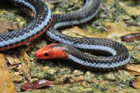 Gambar ikan hitam putih infoikan.com ikan adalah anggota vertebrata poikilotermic (berdarah dingin) yang hidup di air dan bernapas dengan insang. 6 Fakta Mengenai Ular Cabe Kecil Namun Mematikan