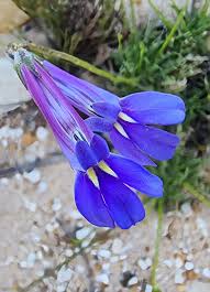 Image result for Lobelia petiolata