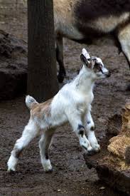 baby goat