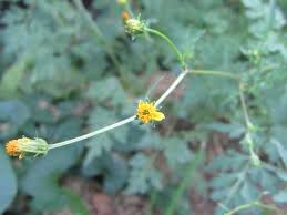 Image result for Bidens bipinnata