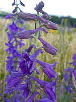 Flowers in an umbel with 5 sepals reflexed, 5 petals spreading. Purple Wildflowers Of West And Southwest Usa