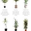 The trees are super fast growing, even indoors and can even produce fruit in the 2nd year. Https Encrypted Tbn0 Gstatic Com Images Q Tbn And9gctbo Pm4fckyi52ni9lmf0sxkj2owglkklvnyzlbrs5wx15lwjf Usqp Cau