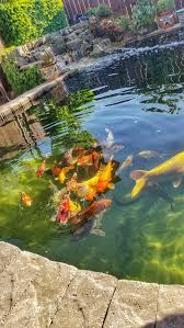 Volume calculation 1.25 x 6' = 7.5 acre/feet. How Many Koi In 3000 Gallon Pond My 3000 Gallon Koi Pond Youtube In The End You Determine How Many Koi Your Client Can Have With Your Design And Build Ter Heide