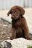 Chesapeake Bay Retriever Puppies For Sale by Chesapeake ...