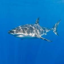 The Great White Shark Johnny A Male White Shark Carcharodon Carcharias Has A Distinctive J Fin Tail That He Great White Shark The Great White White Sharks