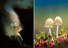 Glowing Mushrooms Come To Life In A Fairytale World By Martin Pfister Stuffed Mushrooms Glowing Mushrooms Magical Mushrooms