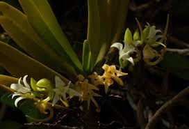 Image result for Cyrtorchis arcuata