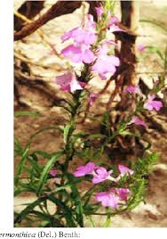 Image result for Striga hermonthica