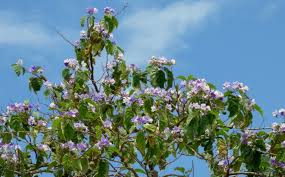 Image result for Solanum wrightii