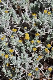 Image result for Helichrysum lineare