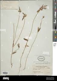 Image result for Leucas neuflizeana