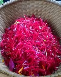 Image result for Monadenium herbaceum