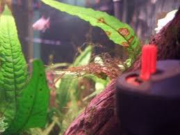 Its fronds shoot out at every angle, almost as. Brown Patches Spreading On My Java Fern Aquariacentral Com