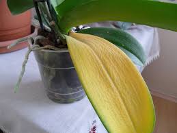 Bir tanesi diplere doğru az kuru olduğu için budadım, toz tarçın sürdüm lakin yeni dal vermesi için çabalıycam ama neden kurur? Orkide Yapraklarinda Sararma