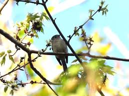 Bird Travel Photos Birding Sites Bird Information Hammond S Flycatcher Corkscrew Swamp Sanctuary Co In 2020 Bird Photography Flycatcher Bird Photo