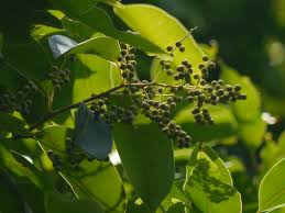 Image result for Embelia