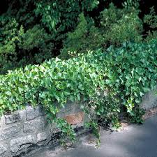 Image result for Hedera