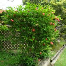 Image result for Calliandra haematocephala