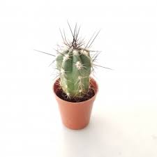 Find great deals on new items shipped from stores to your door. Cacti Succulents Interiorplants Ca