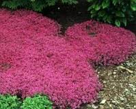Image result