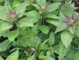 Native Plants For Southern Connecticut Rain Gardens And Wetlands Rain Garden Native Plants Plants