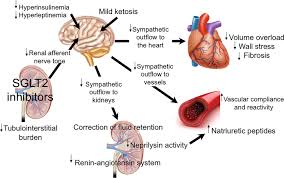 Image result for SGLT2 Inhibitor