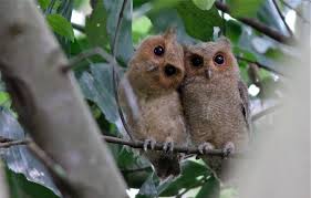 Owls Spotted Wood Owl Strix Seloputo Mother Child Wood Owls Baby Owls Mother And Child