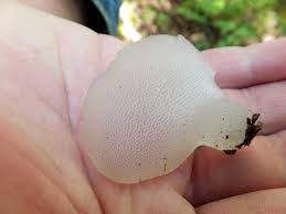 Terbinafine side effects nasty feet fungus how to beat fungus on brutal can you get a pedicure if you have toenail fungus bustling fungus. Stalking The Wild Toothed Jelly Fungus Cliff Seruntine