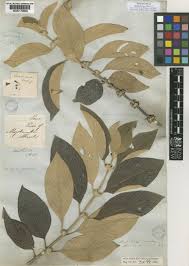 Image result for Sabicea