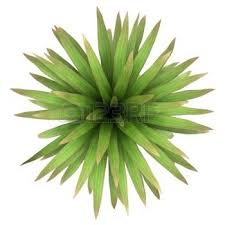 Plants Top View Stock Photos Pictures Royalty Free Plants Top View Images And Stock Photography Trees Top View Tree Plan Tree Plan Png