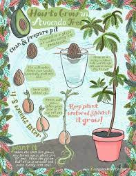 Imagine How Much Money You Could Save If You Never Had To Purchase Onions Garlic And Other Produce Again Amazin Plants Avocado Plant Growing An Avocado Tree